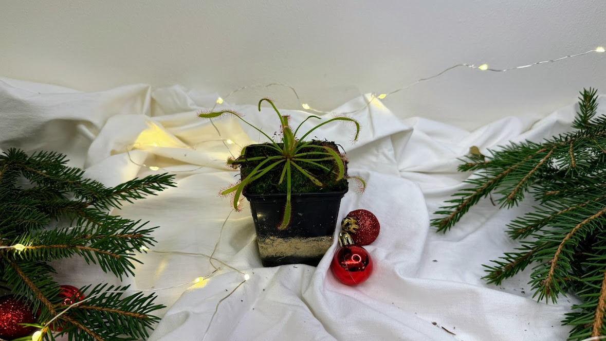 Rostlina Drosera